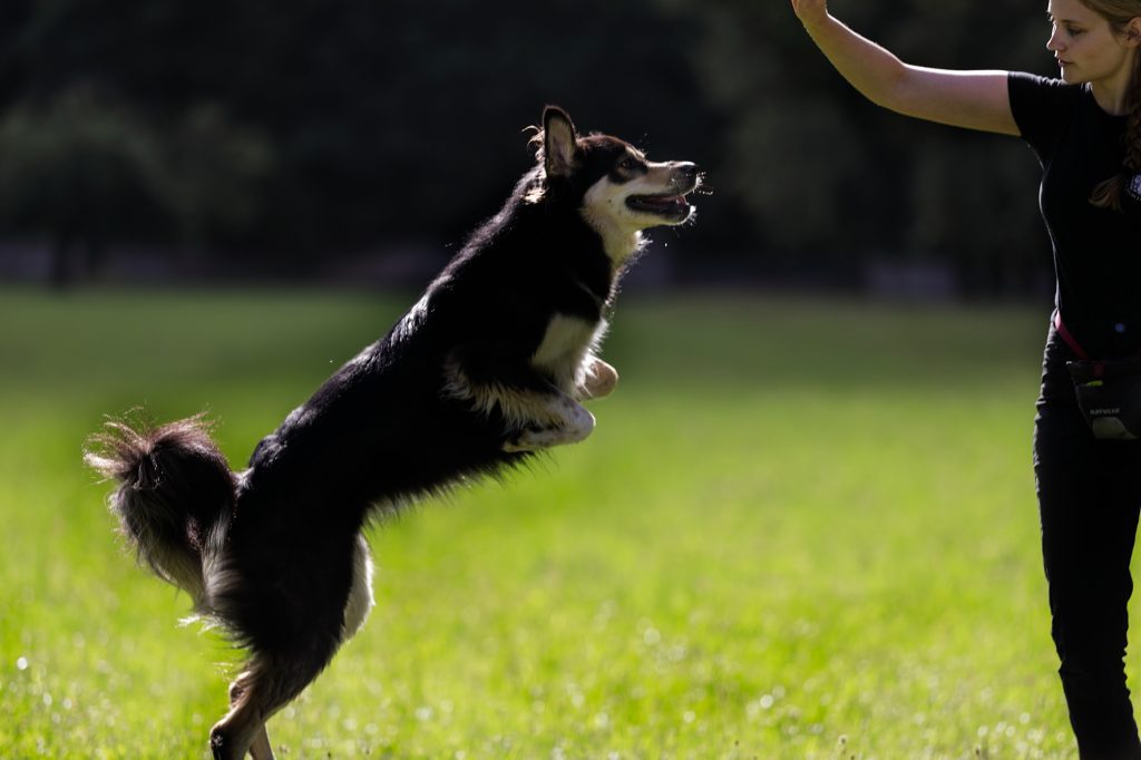 Hund macht Männchen