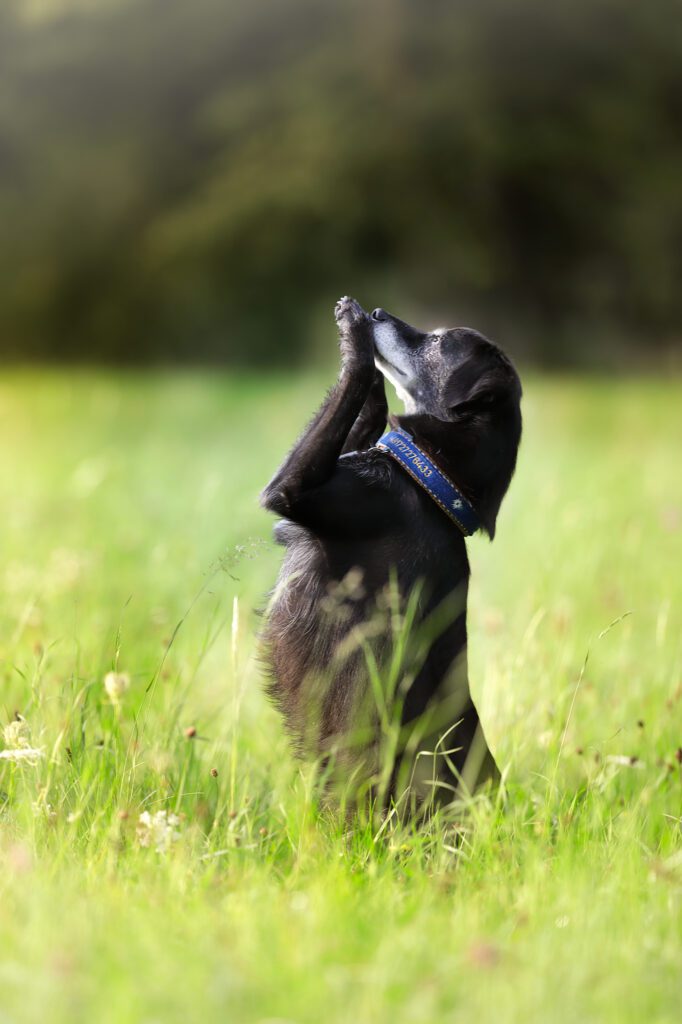 Hund macht Sitz