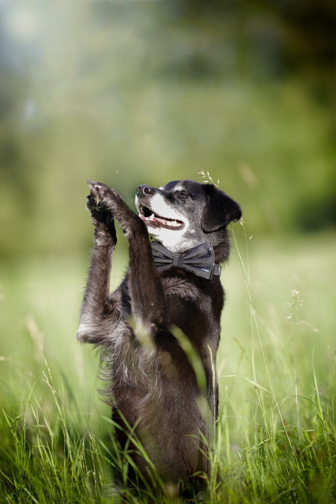 Hundefoto im Gras