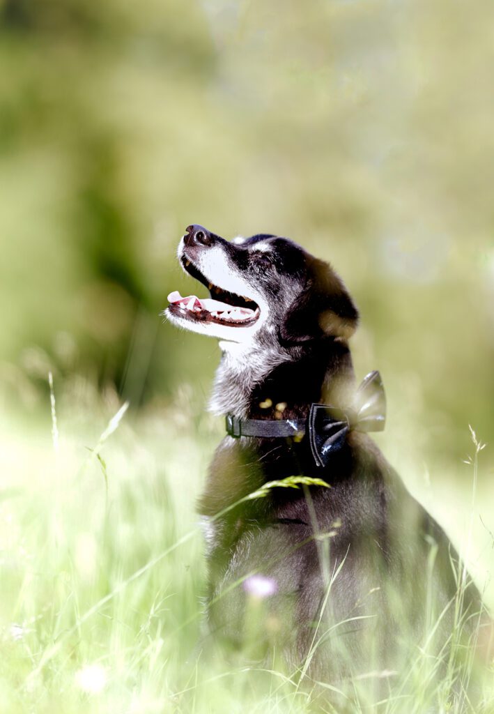 Hund im Gras