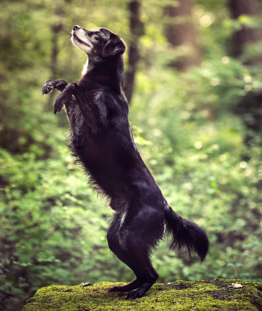 Hund macht Männchen