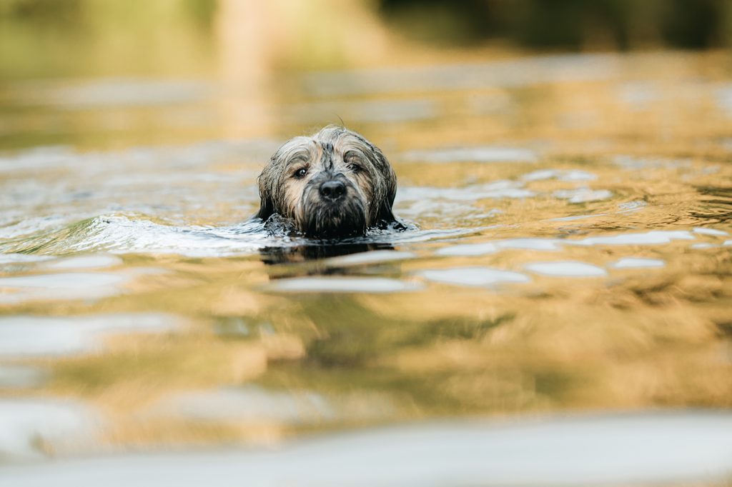Hund schwimmt