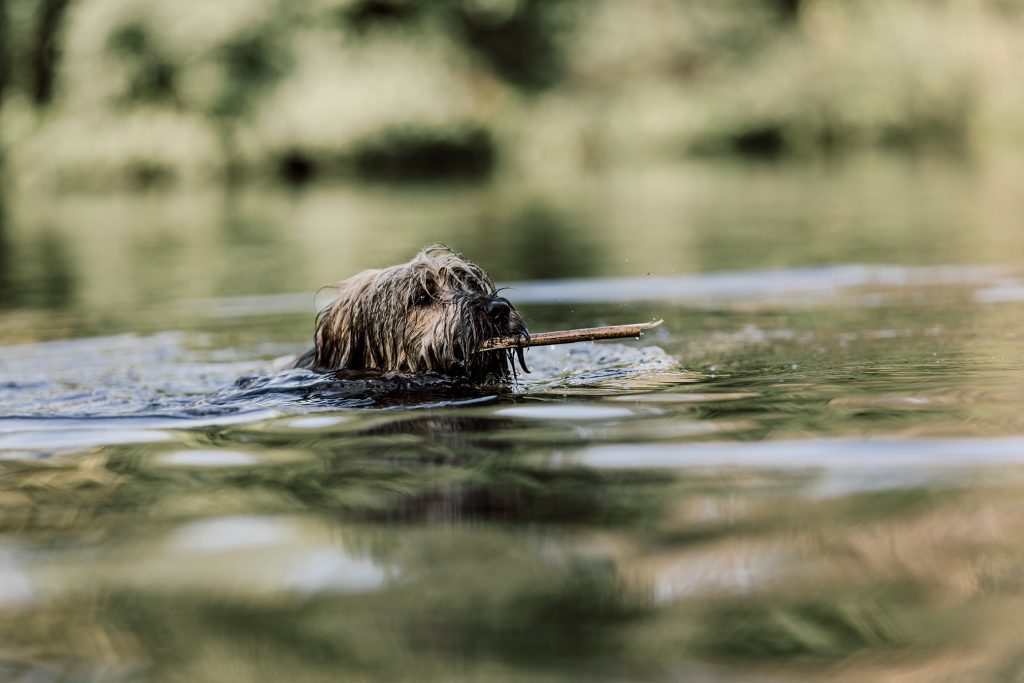 Hund im Wasser