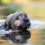 Foto Hund schwimmt