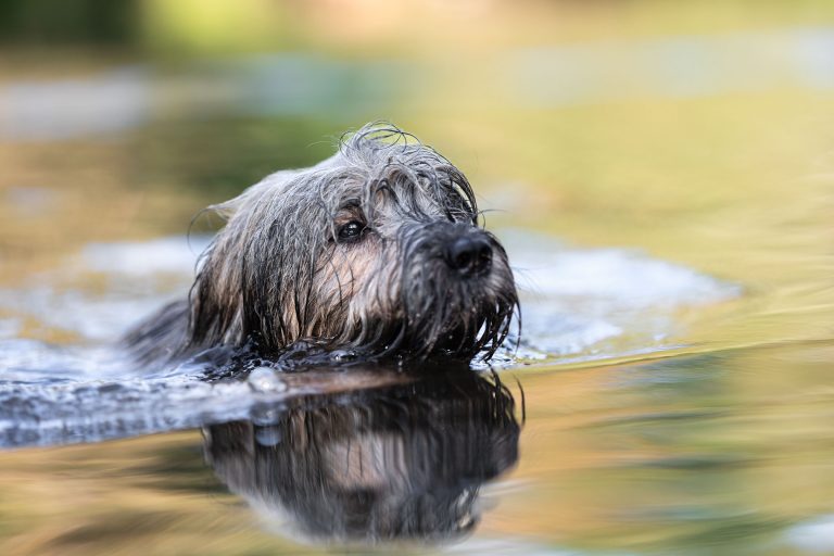 Foto Hund schwimmt