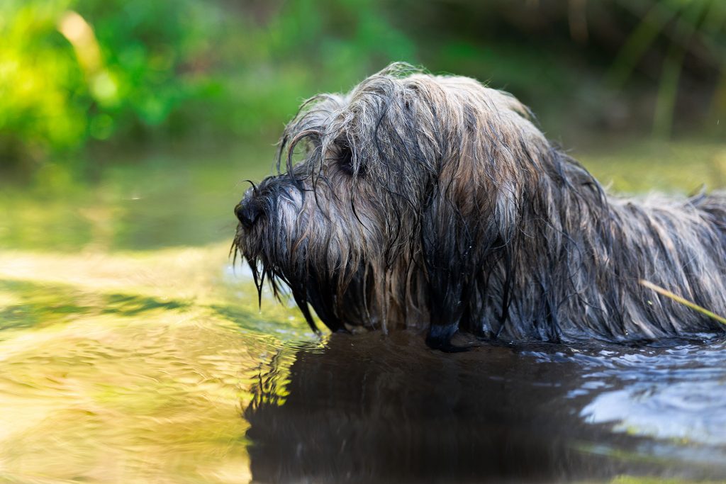 Katalanischer Hütehund Wasser