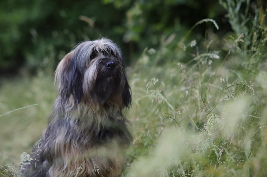 Katalanischer Hütehund Foto