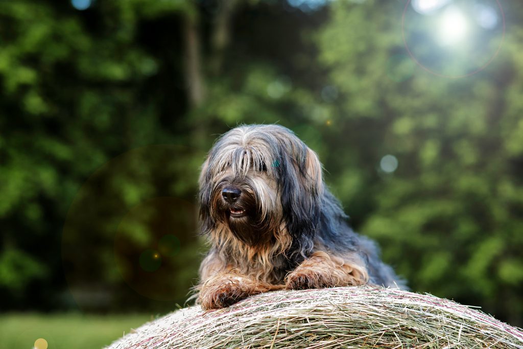 Hund Foto Strohballen