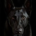 Schwarzer Schäferhund Foto