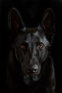 Schwarzer Schäferhund Foto