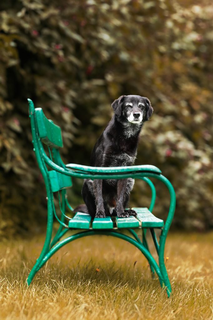 Hund auf Parkbank