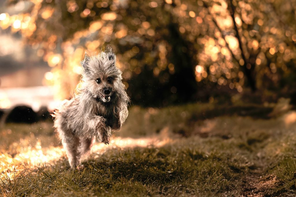 AlterHund springt
