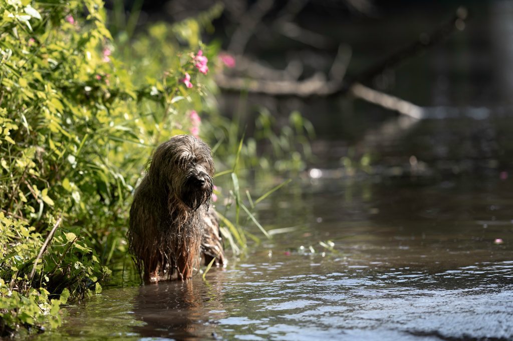 Hundefoto