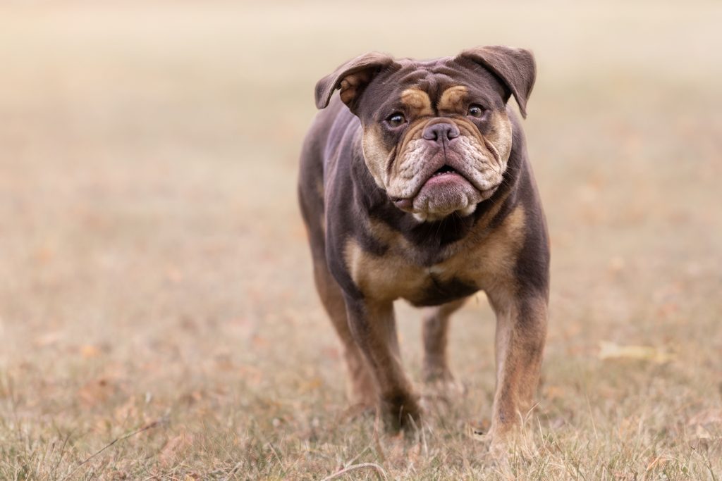 Bulldogge