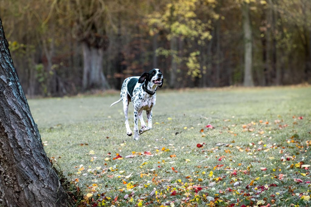 Setter rennt Foto