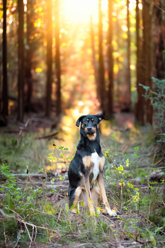 Hundefotografie