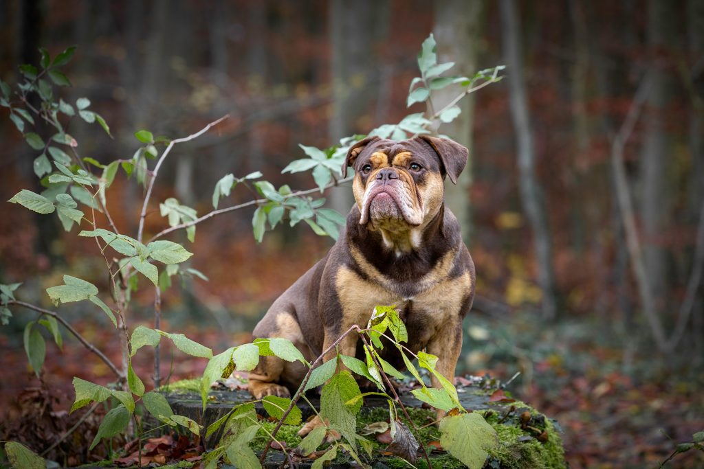 Continental Bulldogge