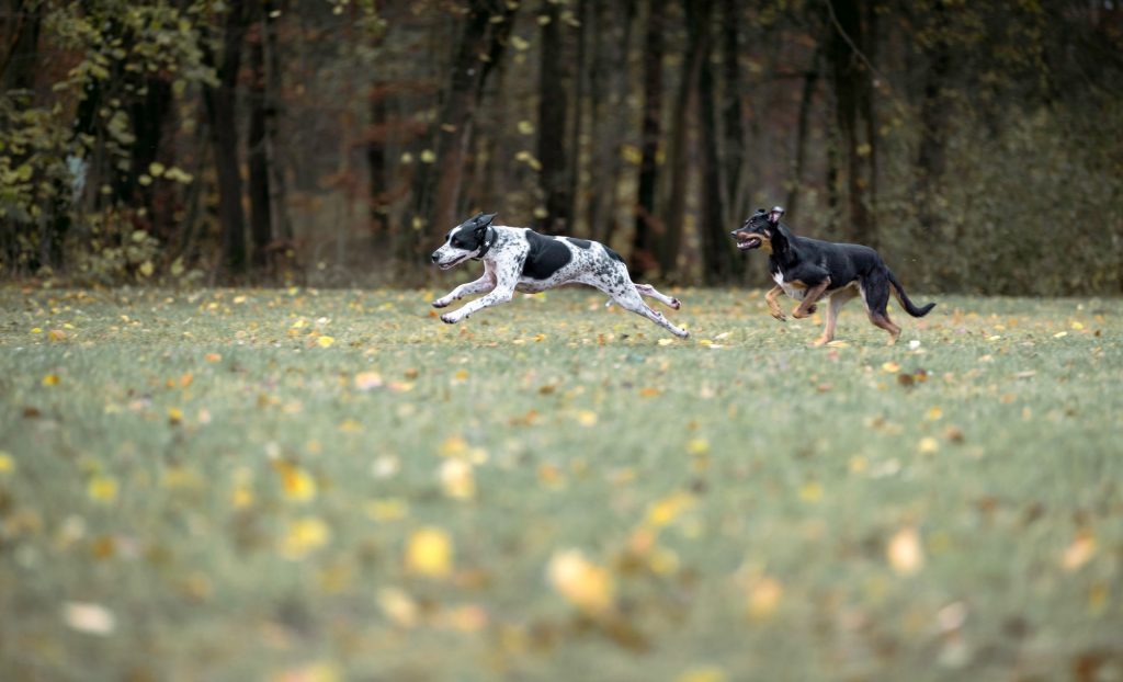 Hunde beim Spielen