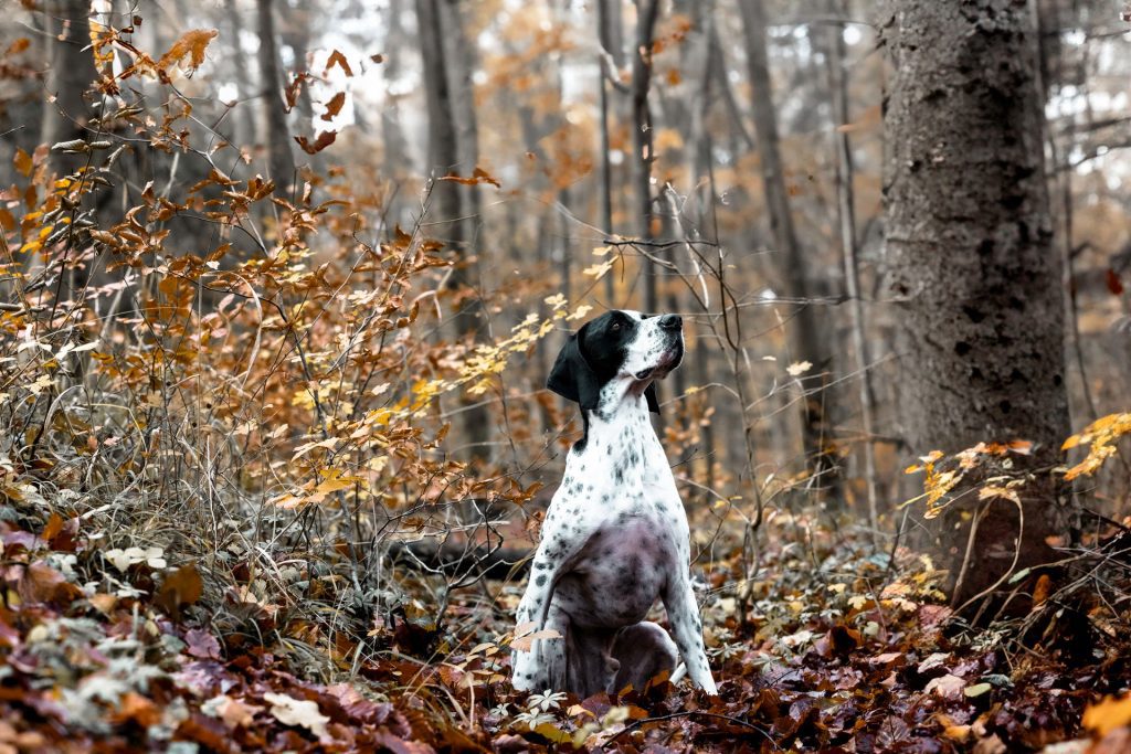 Hundefotografie