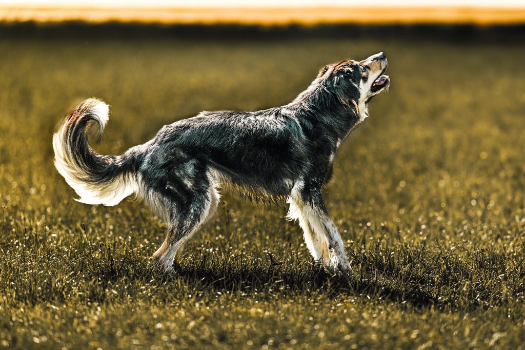 Extreme Bildbearbeitung Hund