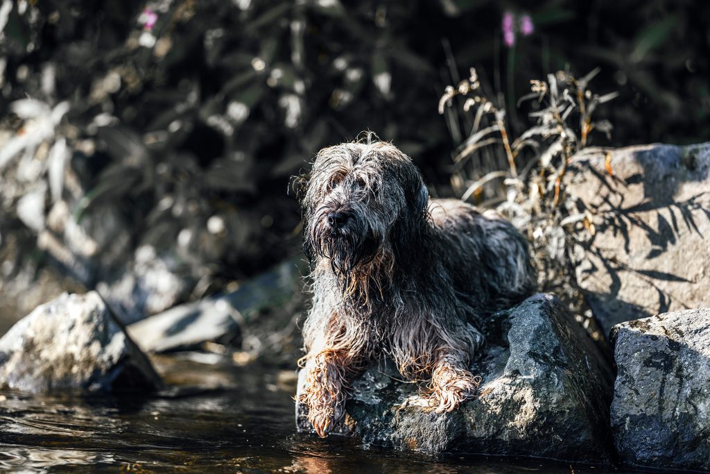 Bildbearbeitung Hund Wasser