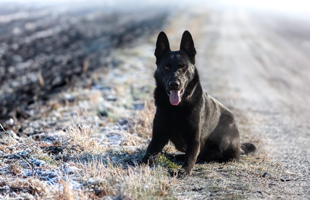Schwarzer Schäferhund
