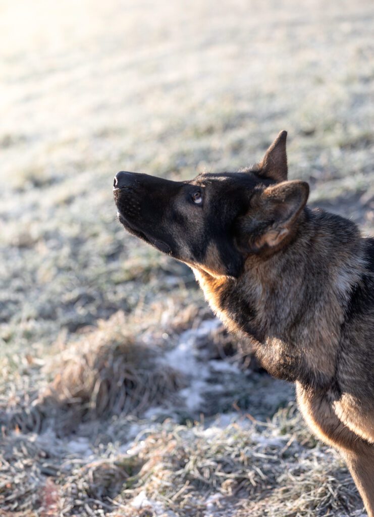 Deutscher Schäferhund