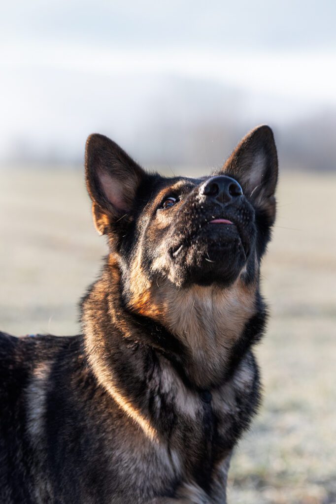 Deutscher Schäferhund