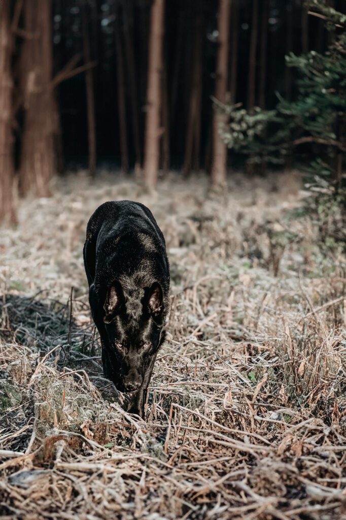 Schwarzer Schäferhund