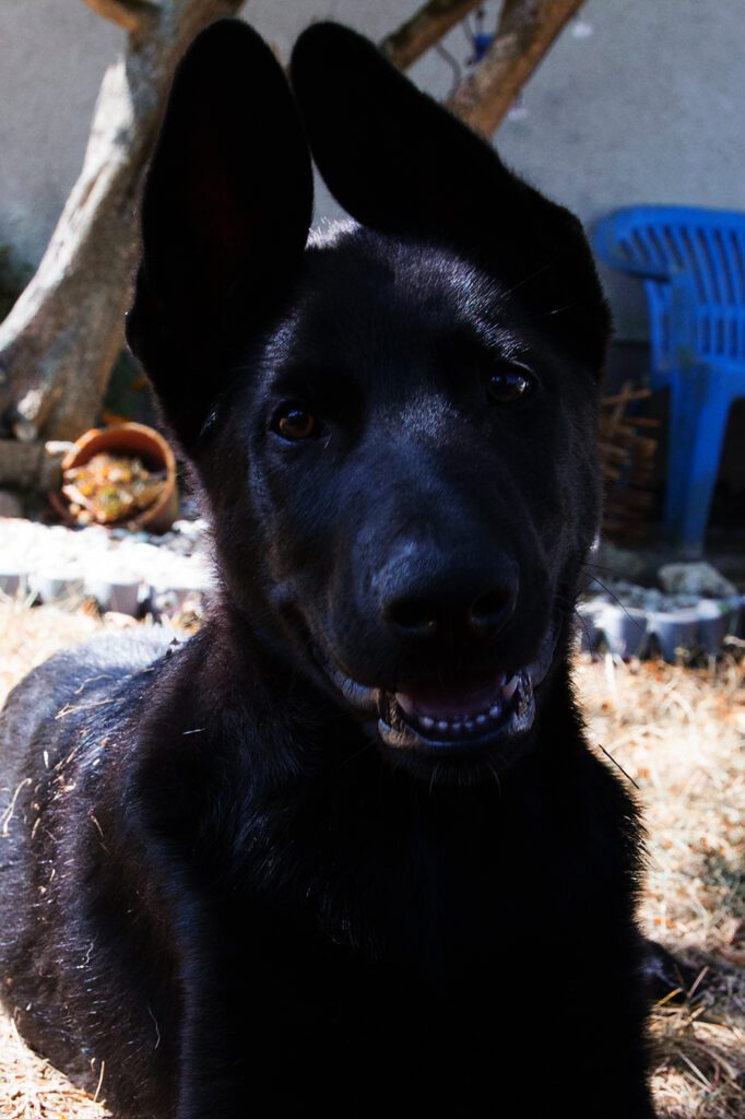 Schwarzer Schäferhund Welpe