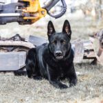 Deutscher Schäferhund DDR Linie