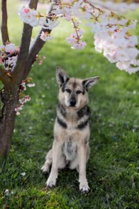 Hunde in Kirschblüte