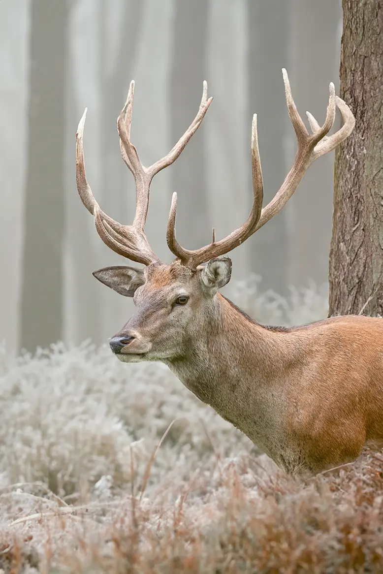 Hirsch