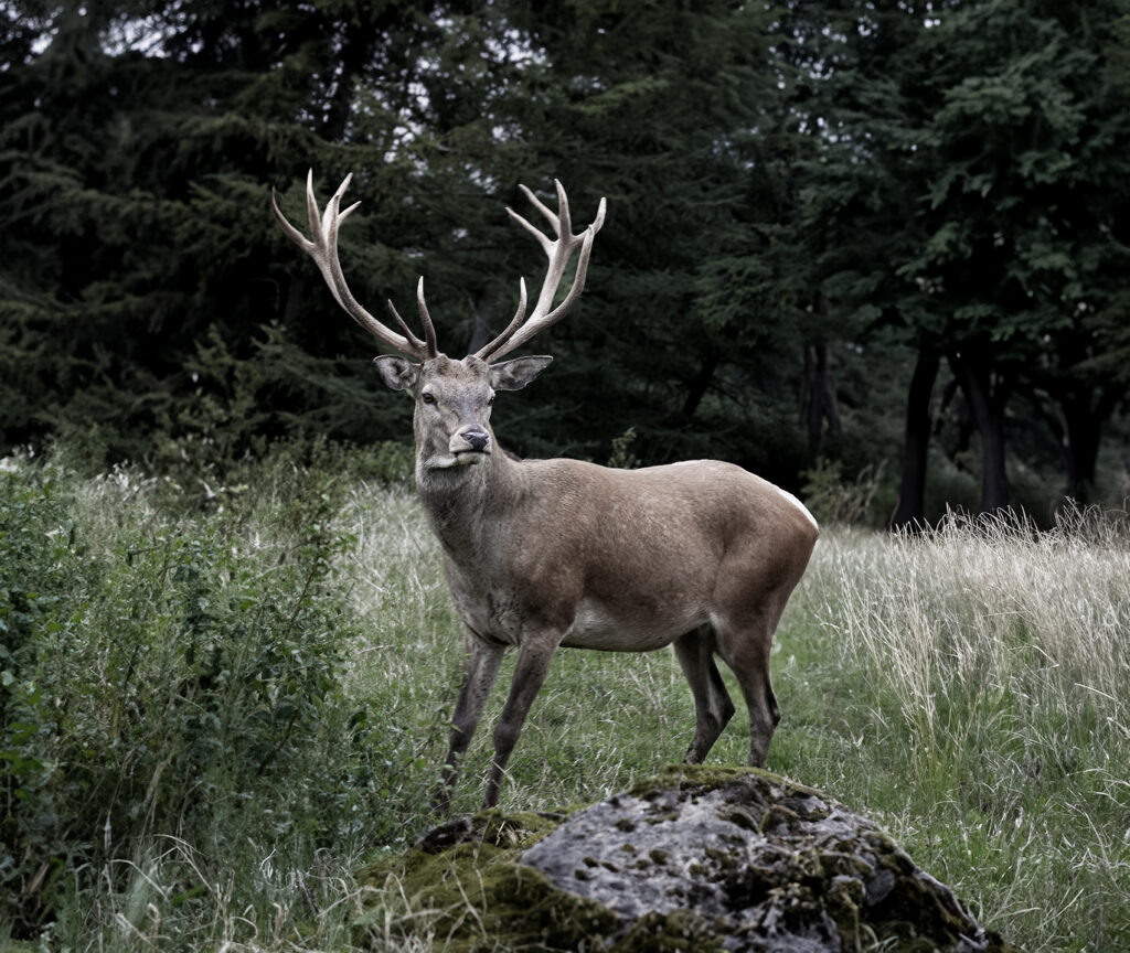 Hirsch