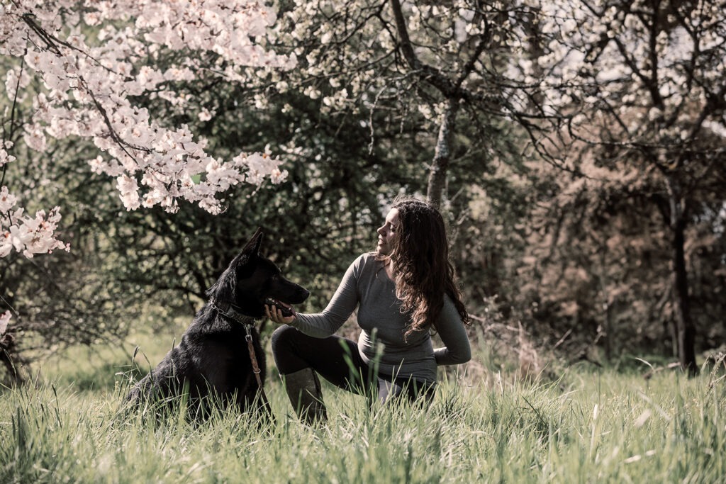 Schwarzer Schäferhund in den Kirschblüten