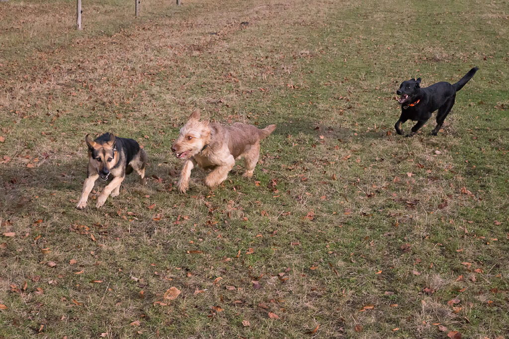 Hunde spielen