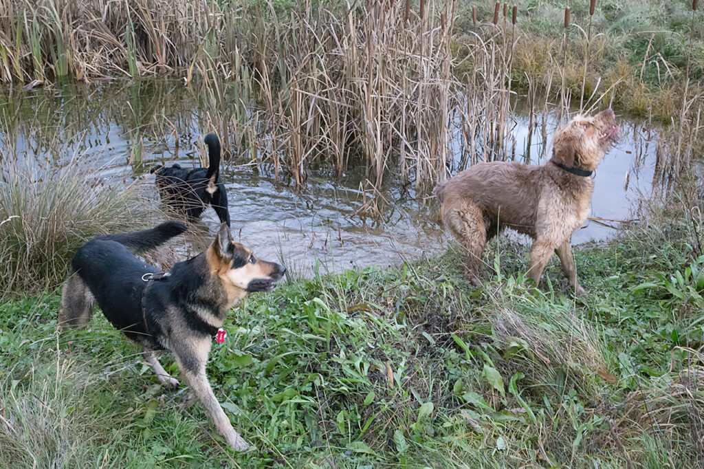 Nora und Freunde