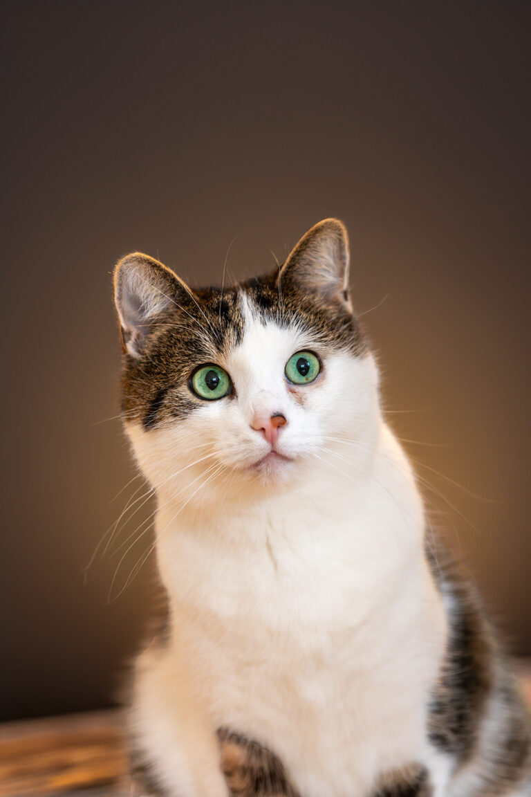 Katzenportrait