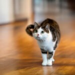 Foto Katze in der Wohnung