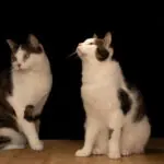 Katzenfoto mit Blitz