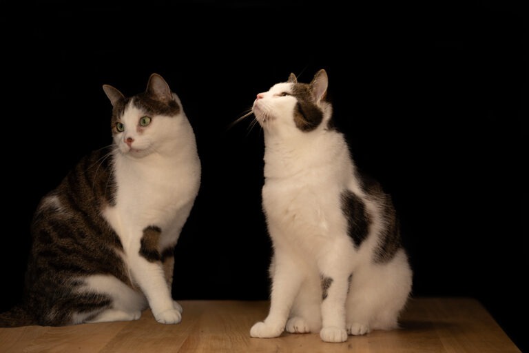 Katzenfoto mit Blitz