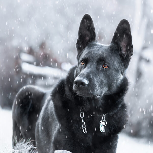 nachbearbeitet zu Jack Schnee