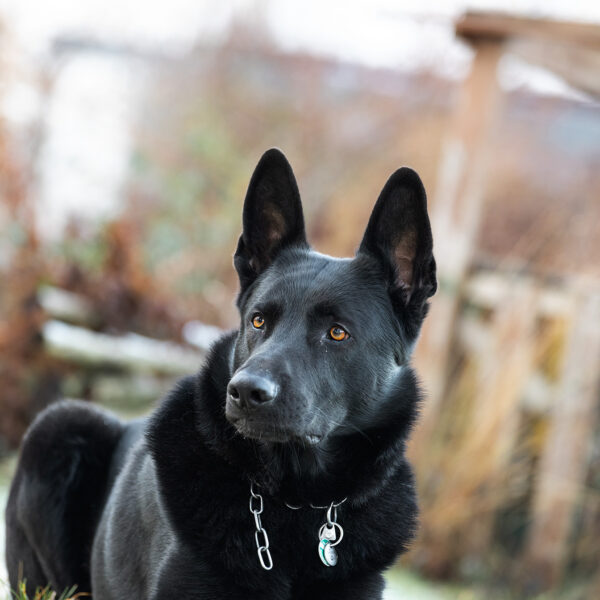 Deutscher Schäferhund