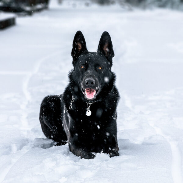 Viel Jack Schnee 2024