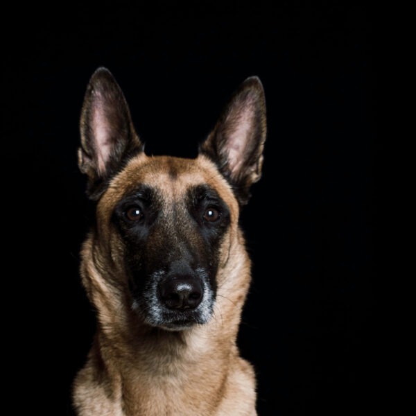 Malinois