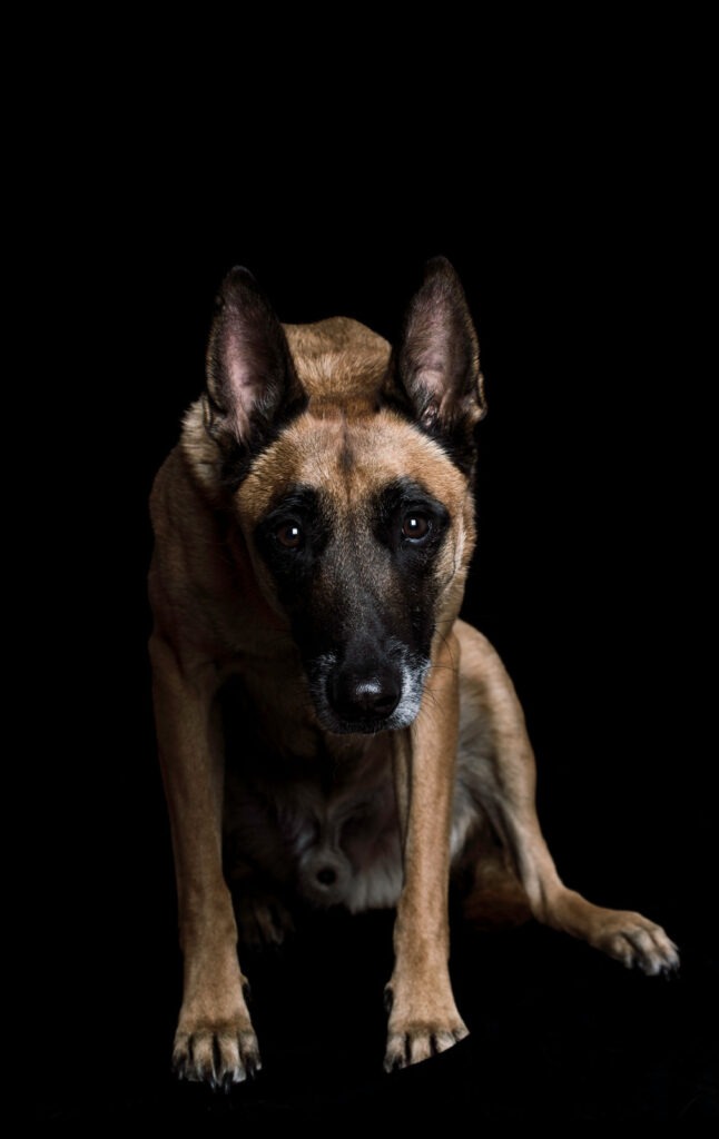 Malinois