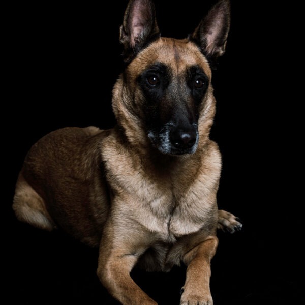 Malinois