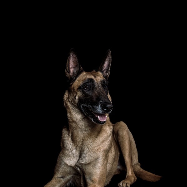 Malinois