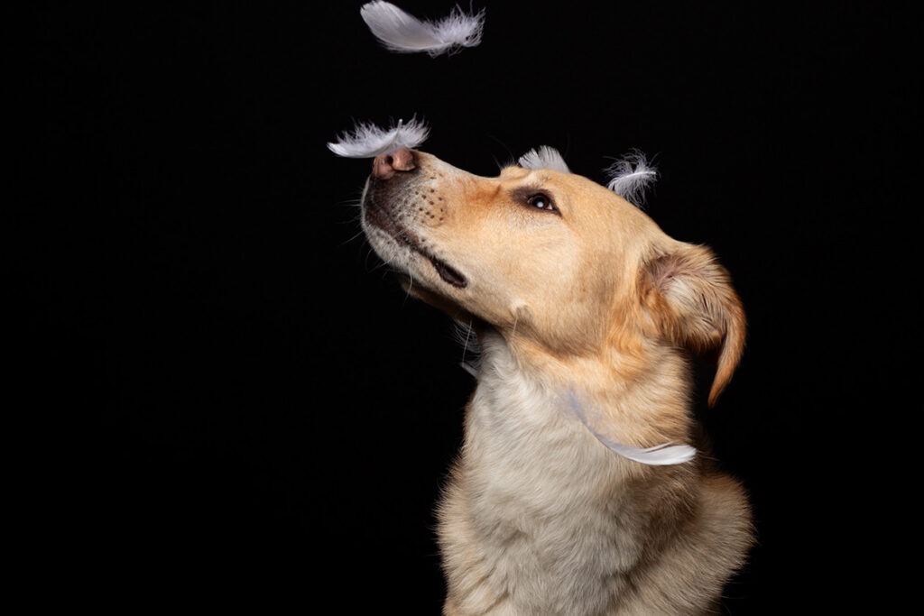 Mehr über den Artikel erfahren Hunde im Studio
