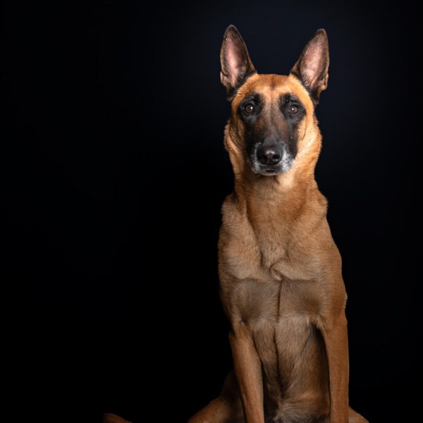Malinois